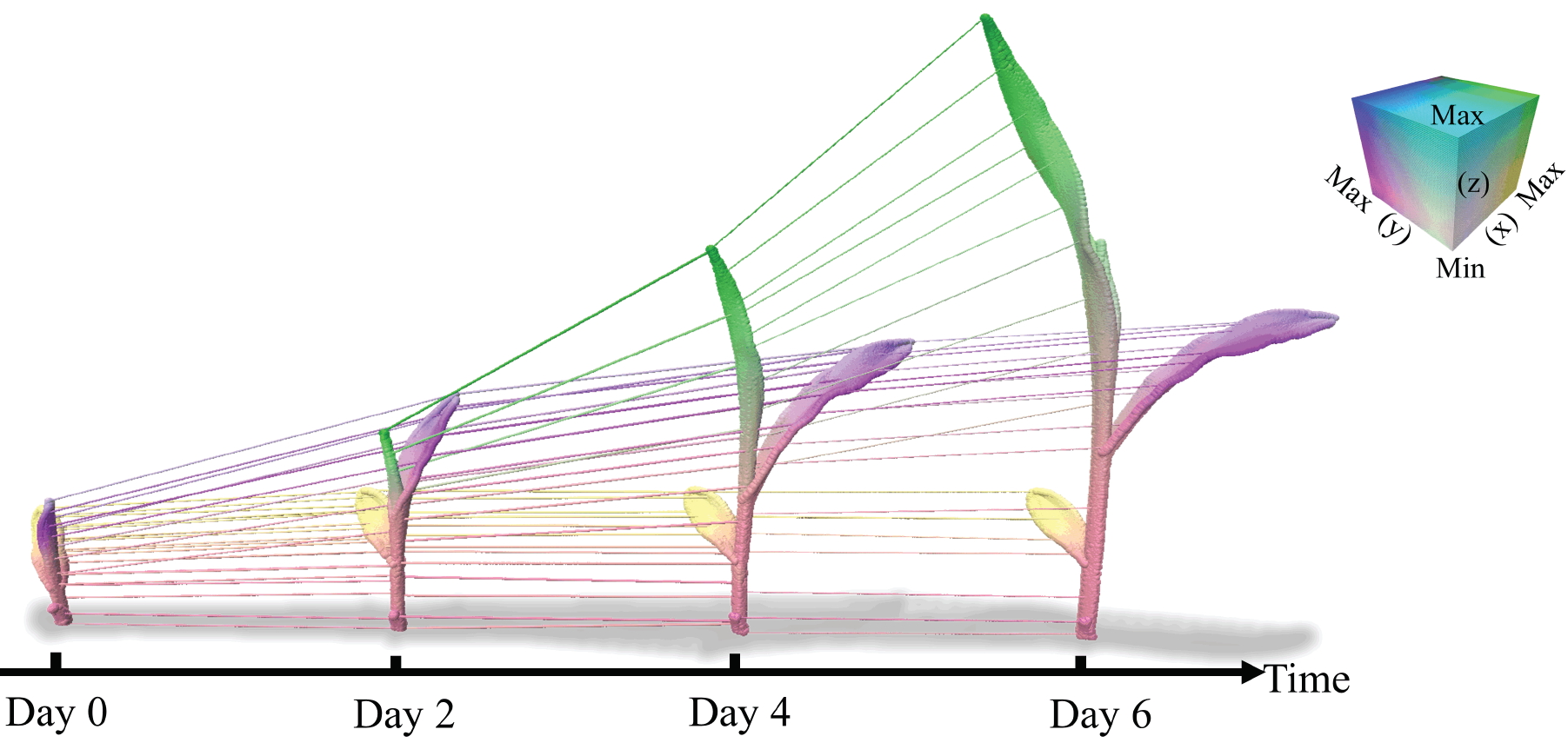 Plant modeling research preview